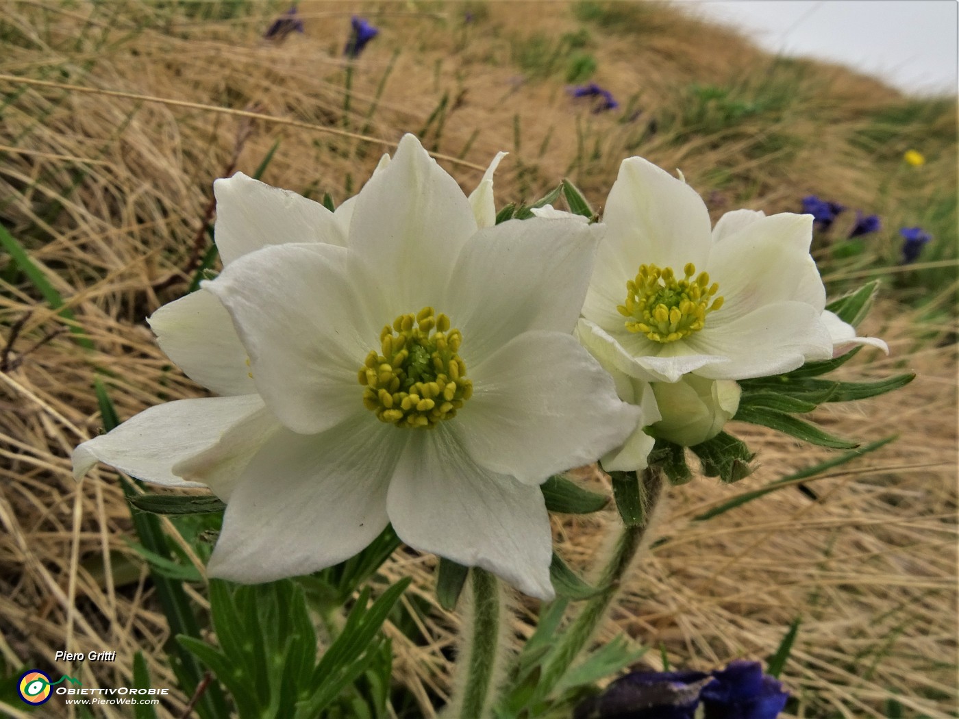 05 Anemonastrum narcissiflorum (Anemone narcissino).JPG